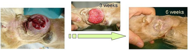 Anti-tumor Efficacy of the DNA-GM-CSF Complex in dog<